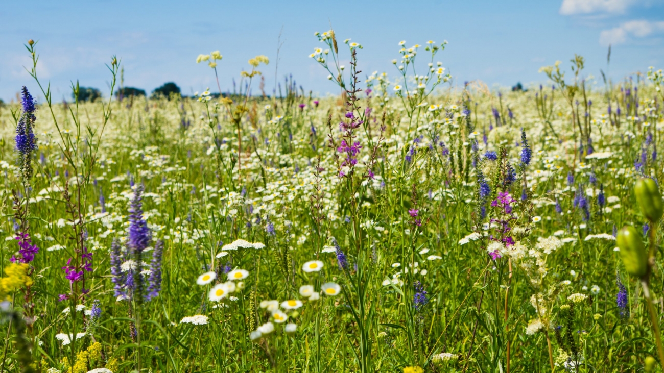 Blumenwiese