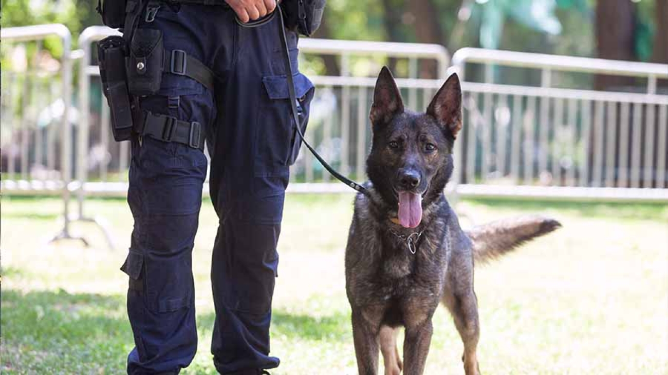 Neben einem Unterkörper eines Menschen mit Dienstwaffe und Uniformhosen sieht man einen Deutschen Schäferhund