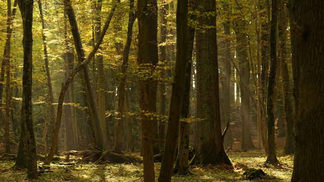 In einen dichten Laubwald fällt stimmungsvoll das Tageslicht