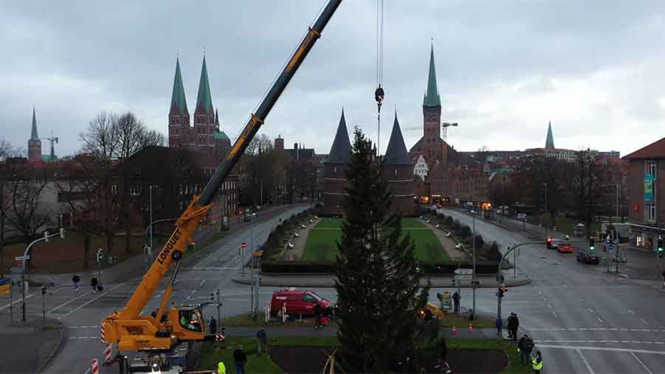 Vor dem Holstentor hebt ein Kran eine große Tanne in die Höhe