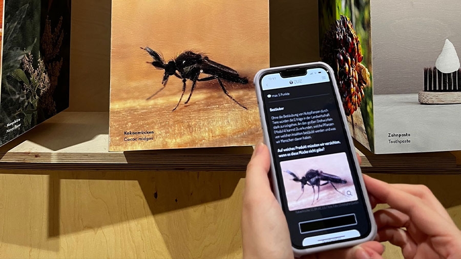 Ein Quiz über die Kakaomücke auf einem Handy. Im Hintergrund ein Bild einer Kakaomücke.