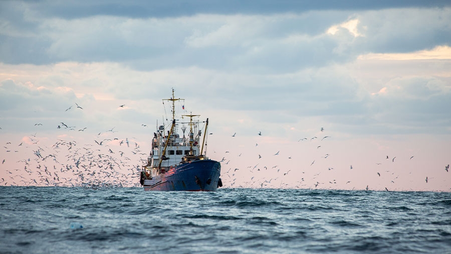 Ein Fischerboot auf dem Meer wird von einem Schwarm Möwen verfolgt.