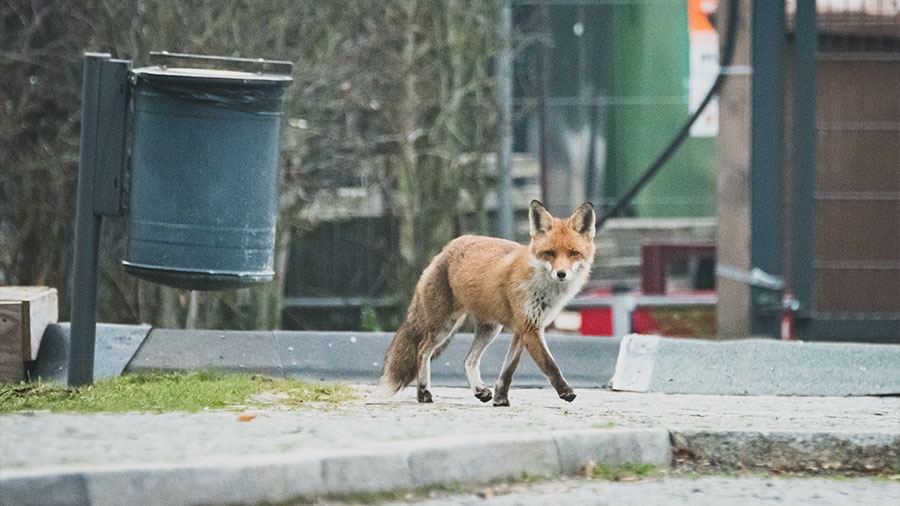 Ein Fuchs ist neben einem Mülleimer in der Stadt unterwegs.