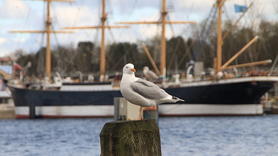 Eine Möwe steht auf einem Holzpfeiler, im Hintergrund liegt die PASSAT im Hafen.