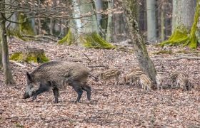 Eine Wildschweinmutter mit sieben Frischlingen ist im Wald unterwegs.