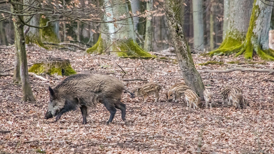 Eine Wildschweinmutter mit sieben Frischlingen ist im Wald unterwegs.