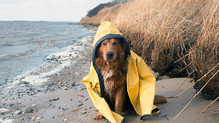 Ein Hund mit Regenjacke an der Ostsee