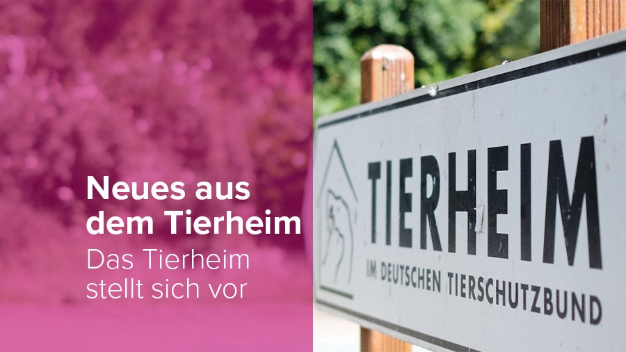 Tierheim