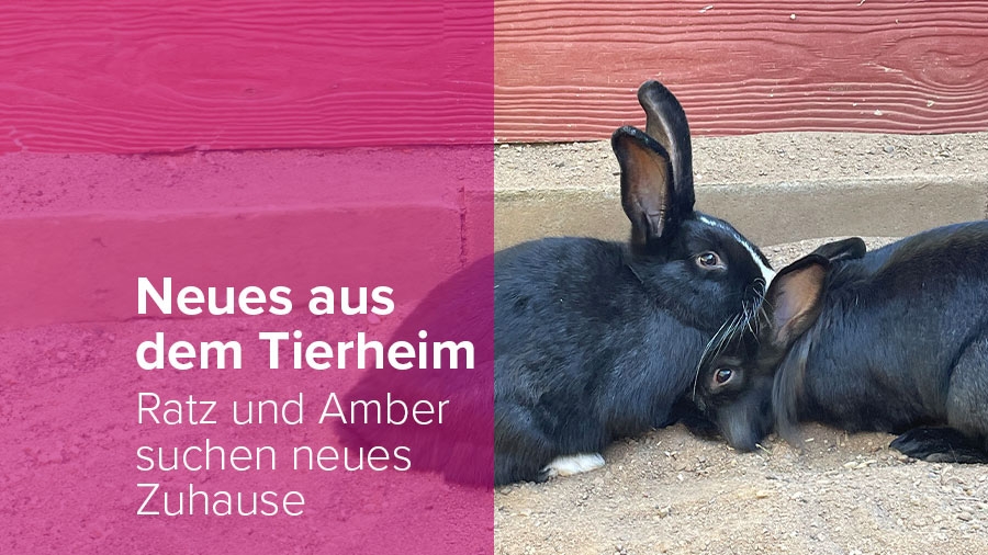 neues aus dem Tierheim Hasen