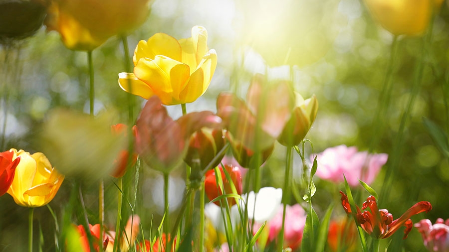 Pflanzenfarben, Blumen