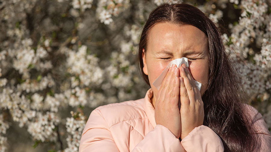 Haselpollen Allergie AOK