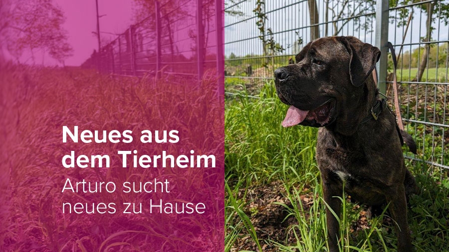 Neues auf dem Tierheim Vorschaubild