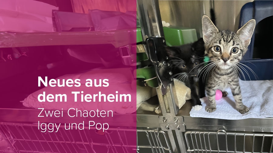 Tierheim