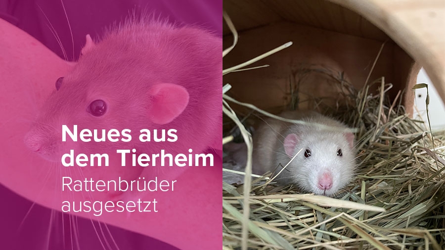 Tierheim