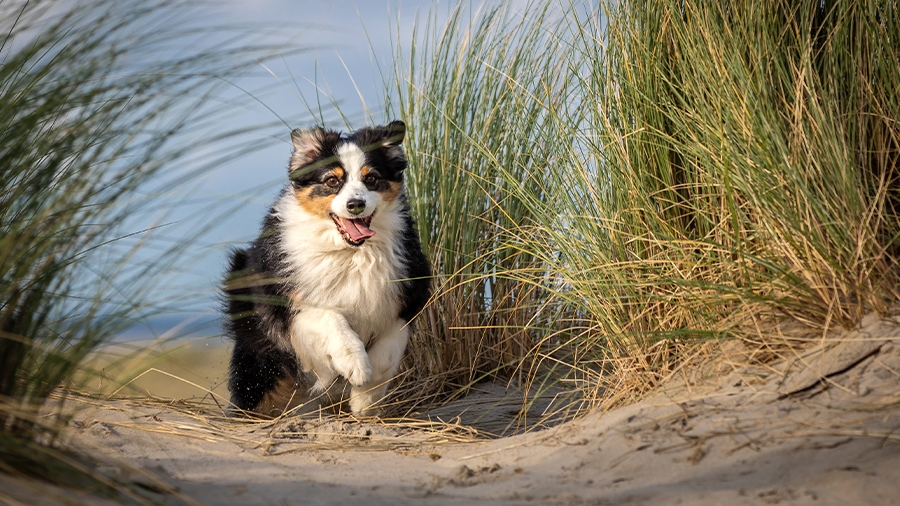 Hund am Hundestrand